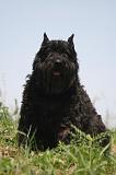 BOUVIER DES FLANDRES 460